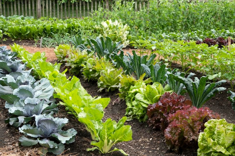 Full lush home garden